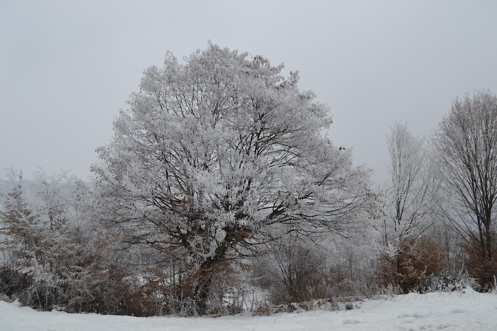 Vila Arnota Costesti  Exteriér fotografie